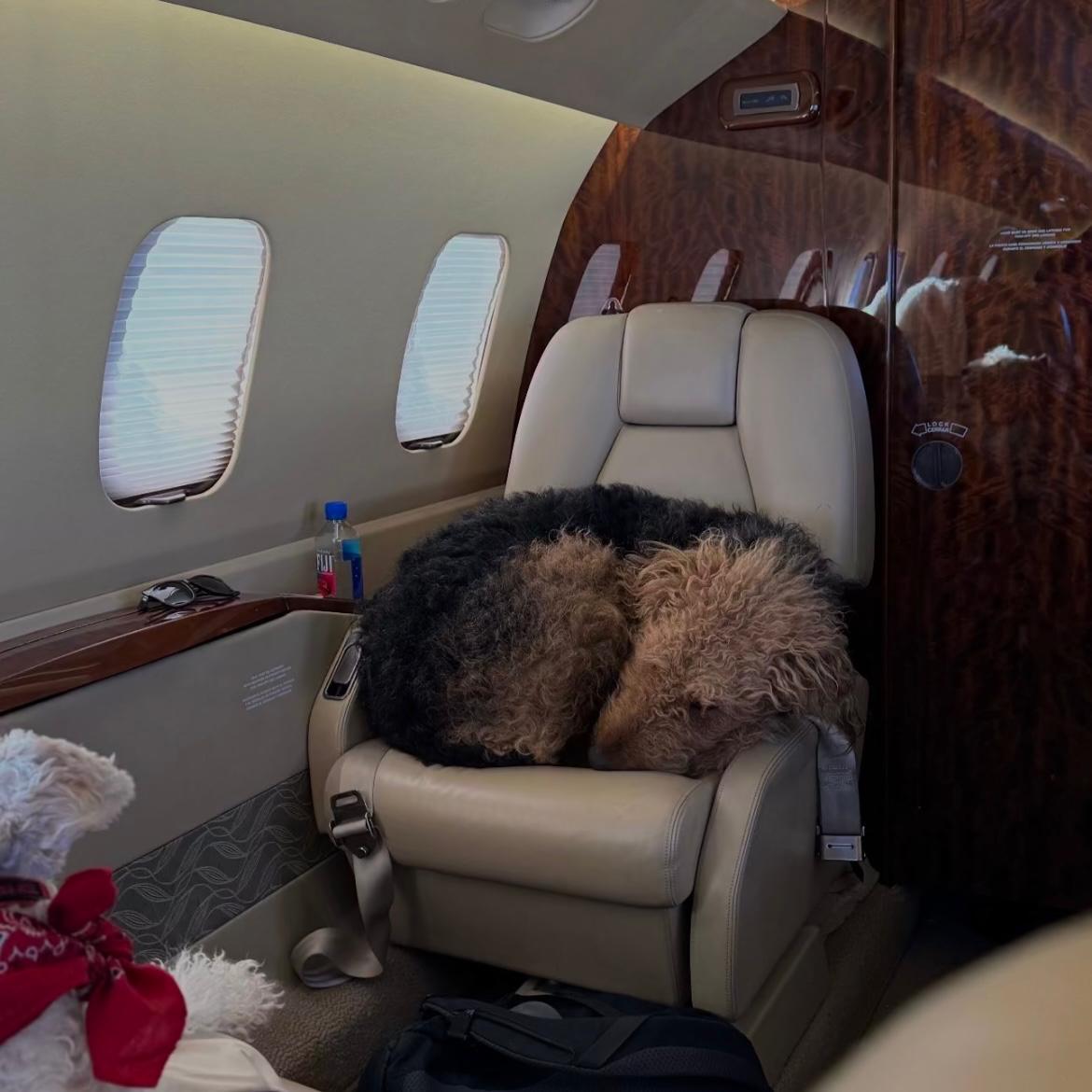 Hondjes rustend op een zetel in een privéjet